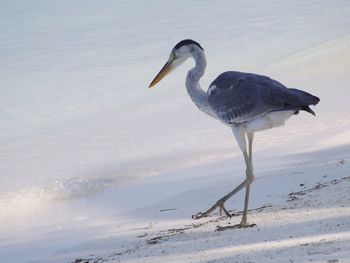 View of a bird on beach