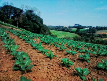 Scenic view of field against clear sky