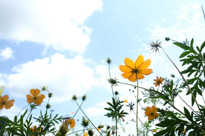Low angle view of flowering plants against sky