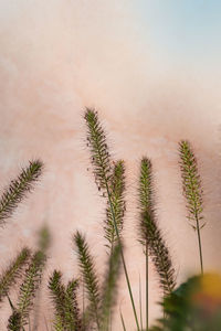 Close-up of plants against sky