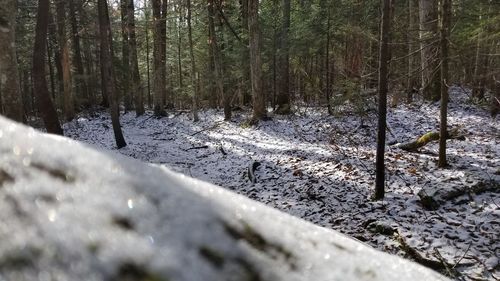 Trees on field in forest during winter