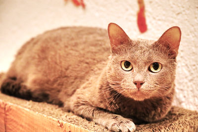 Close-up of cat looking away