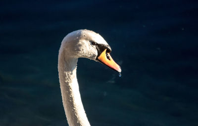 Close-up of swan