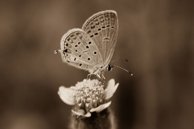 Close-up of butterfly pollinating on flower