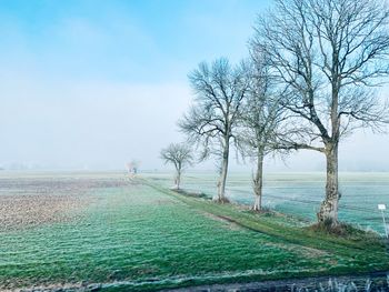Bare trees on field against sky