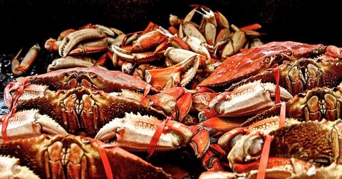 Close-up of orange crabs