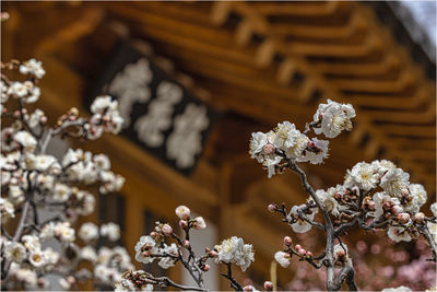 Close-up of white cherry blossom