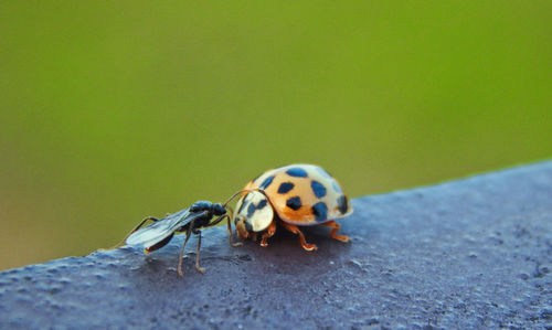 Close-up of insects on retaining wall