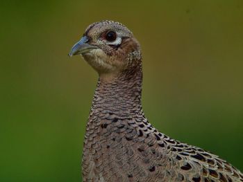 Close-up of bird