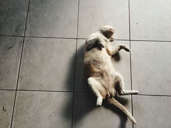 Cat sitting on tiled floor