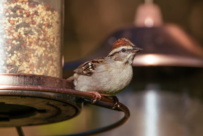 Close-up of bird perching on metal