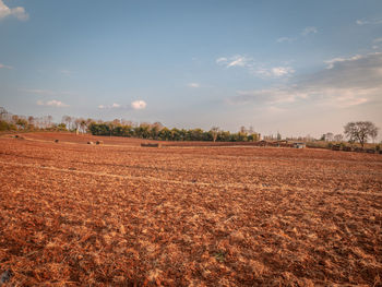 Scenic view of field against sky