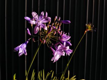 Close-up of pink flowering plant against black background