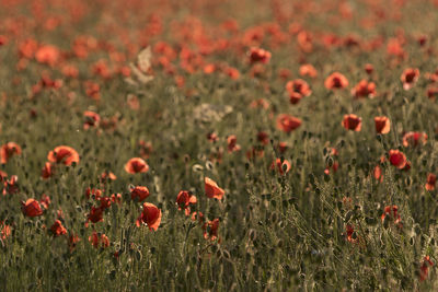 Close-up of red poppy flowers on field