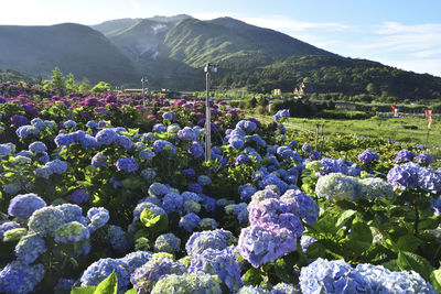 Purple flowering plants on field against mountains