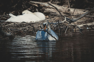 View of birds in lake