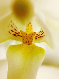 Close-up of yellow flower against blurred background