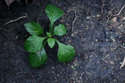 High angle view of plant