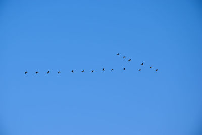 Low angle view of birds flying in sky