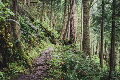 Trail through a temperate rainforest in washington.