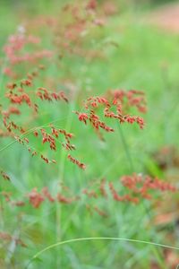 Close-up of plant leaves on field