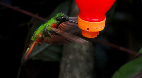 Close-up of bird perching on feeder