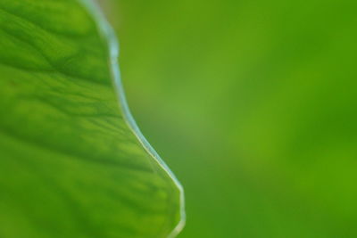 Close-up of green leaf