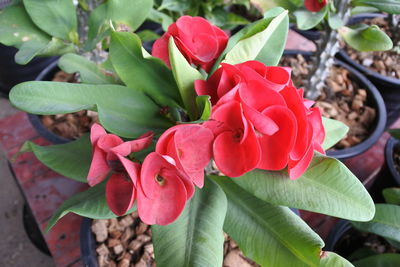 Close-up of red rose on plant