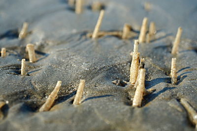 High angle view of ice cream on sand