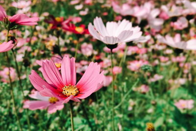 Close-up of pink cosmos flower on field