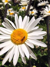 Close-up of daisy flowers