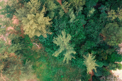 Full frame shot of plants