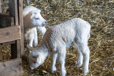 Sheep in a field