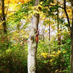 Tree growing in forest