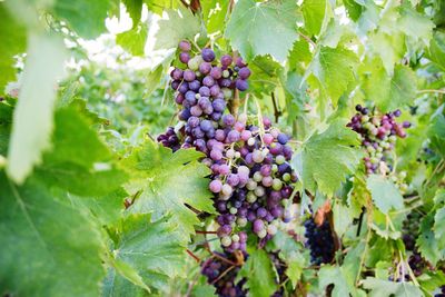 Bunch of grapes growing in vineyard