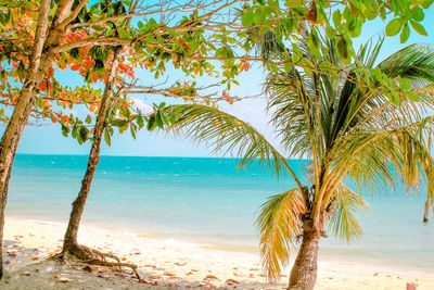 Palm tree by sea against sky