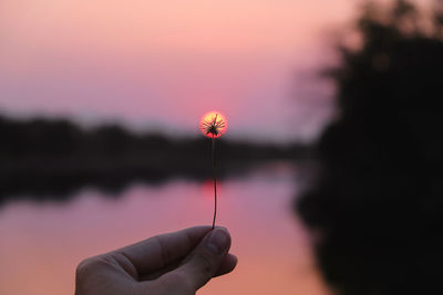 Close-up of hand holding orange flower against sky during sunset