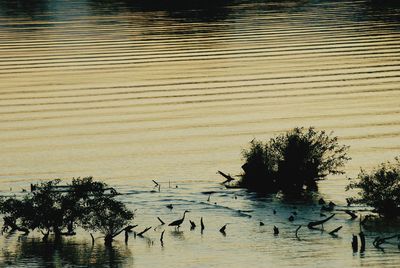 Bird flying over lake