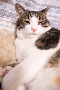 Close-up of cat sleeping on bed