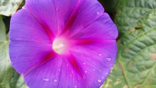 Close-up of pink flower