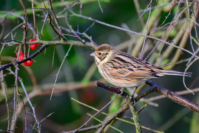 Female reed bunting, emberiza schoeniclus, perched on a bush twig