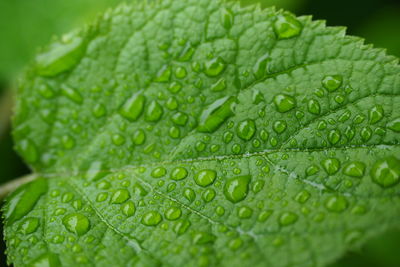 Close-up of raindrops on leaves