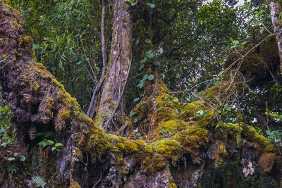 Trees growing in forest