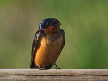 Close-up of a bird perching on wooden railing