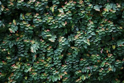 Full frame shot of ivy