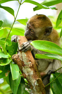 Low angle view of monkey on tree