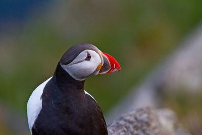 Close-up of bird perching outdoors