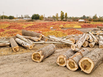 Stack of logs on field against sky