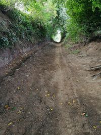 Surface level of dirt road along plants