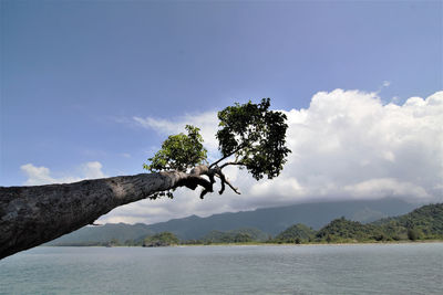 Tree by lake against sky